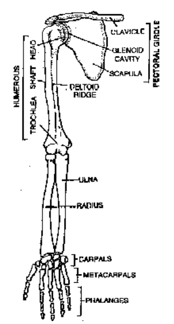 Limb Bones